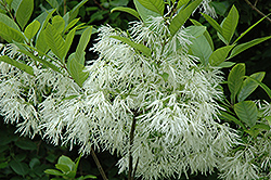 White Fringetree (Chionanthus virginicus) at A Very Successful Garden Center