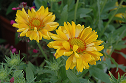Sunburst Tangerine Blanket Flower (Gaillardia x grandiflora 'Sunburst Tangerine') at Lakeshore Garden Centres