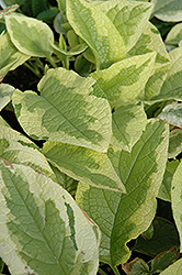 Goldsmith Comfrey (Symphytum 'Goldsmith') at Lakeshore Garden Centres