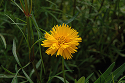 Sundancer Tickseed (Coreopsis 'Sundancer') at Lakeshore Garden Centres
