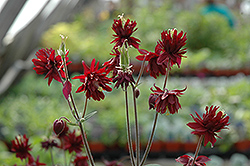 Ruby Port Double Columbine (Aquilegia vulgaris 'Ruby Port') at Lakeshore Garden Centres