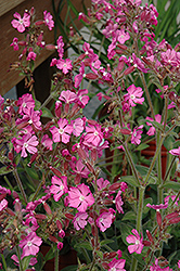 Rolly's Favorite Campion (Silene 'Rolly's Favorite') at Golden Acre Home & Garden