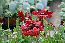Sunset Burgundy Blanket Flower (Gaillardia x grandiflora 'Sunset Burgundy') at Lakeshore Garden Centres