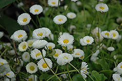 Rominette White English Daisy (Bellis perennis 'Rominette White') at Lakeshore Garden Centres