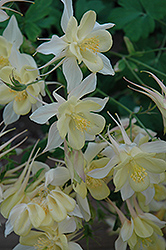 Origami Yellow and White Columbine (Aquilegia 'Origami Yellow and White') at Lakeshore Garden Centres