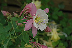 Origami Pink and White Columbine (Aquilegia 'Origami Pink and White') at Lakeshore Garden Centres