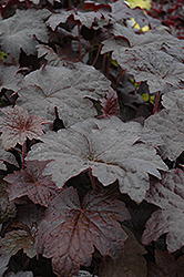 Molly Bush Coral Bells (Heuchera 'Molly Bush') at Lakeshore Garden Centres