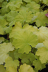 Pistache Coral Bells (Heuchera 'Pistache') at Lakeshore Garden Centres
