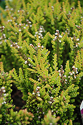 Firefly Heather (Calluna vulgaris 'Firefly') at Lakeshore Garden Centres