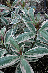 Rubymine Garden Phlox (Phlox paniculata 'Rubymine') at Lakeshore Garden Centres
