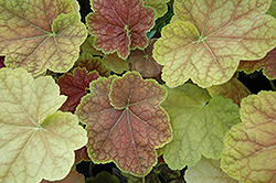 Tiramisu Coral Bells (Heuchera 'Tiramisu') at Lakeshore Garden Centres