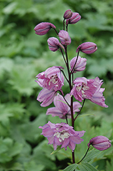 Magic Fountains Lilac Pink Larkspur (Delphinium 'Magic Fountains Lilac Pink') at Lakeshore Garden Centres