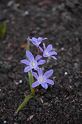 Glory of the Snow (Chionodoxa forbesii) at Lakeshore Garden Centres