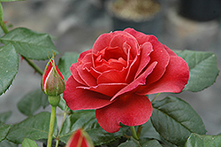 Hot Cocoa Rose (Rosa 'Hot Cocoa') at Lakeshore Garden Centres