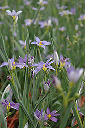 Blue Note Blue-Eyed Grass (Sisyrinchium angustifolium 'Blue Note') at Lakeshore Garden Centres