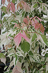 Flamingo Boxelder (Acer negundo 'Flamingo') at Lakeshore Garden Centres