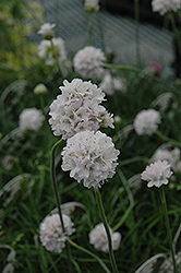 White Sea Thrift (Armeria maritima 'Alba') at Peter Knippel Garden Centre