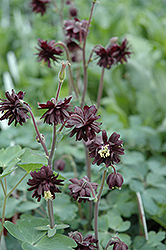 Black Barlow Columbine (Aquilegia vulgaris 'Black Barlow') at Golden Acre Home & Garden