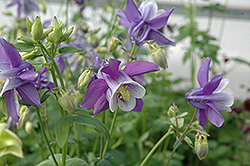 Songbird Bunting Columbine (Aquilegia 'Bunting') at Lakeshore Garden Centres