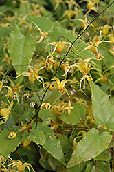 Fire Dragon Bishop's Hat (Epimedium 'Fire Dragon') at Lakeshore Garden Centres