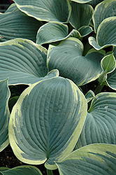 American Halo Hosta (Hosta 'American Halo') at Lakeshore Garden Centres
