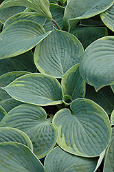 Flavocircinalis Hosta (Hosta 'Tokudama Flavocircinalis') at Lakeshore Garden Centres