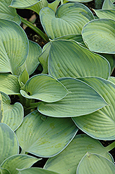 Bright Lights Hosta (Hosta 'Bright Lights') at Lakeshore Garden Centres