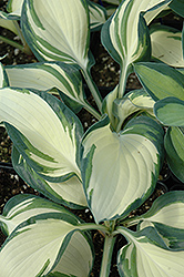 Dancing In The Rain Hosta (Hosta 'Dancing In The Rain') at Lakeshore Garden Centres
