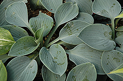 Camelot Hosta (Hosta 'Camelot') at Lakeshore Garden Centres
