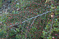 Rockspray Cotoneaster (Cotoneaster horizontalis 'var. perpusillus') at Lakeshore Garden Centres