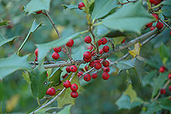 September Fire American Holly (Ilex opaca 'September Fire') at Lakeshore Garden Centres