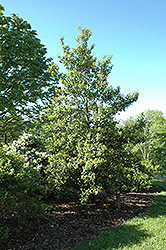 Corpening No. 3  American Holly (Ilex opaca 'Corpening No. 3') at Lakeshore Garden Centres