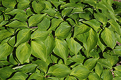 Temple Jewel Chinese Dogwood (Cornus kousa 'Temple Jewel') at Lakeshore Garden Centres