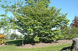Temple Jewel Chinese Dogwood (Cornus kousa 'Temple Jewel') at Lakeshore Garden Centres