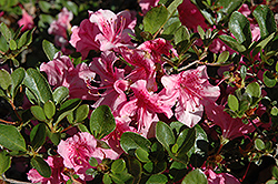 Kyushu Azalea (Rhododendron kiusianum) at Lakeshore Garden Centres