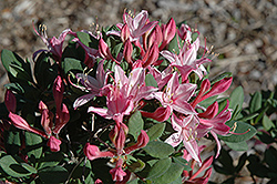 Delaware Blue Azalea (Rhododendron viscosum 'Delaware Blue') at Lakeshore Garden Centres