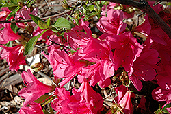 Ling Close Rhododendron (Rhododendron 'Ling Close') at Lakeshore Garden Centres
