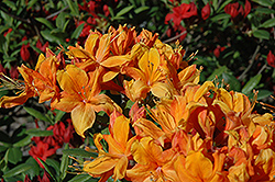Golden Eagle Azalea (Rhododendron 'Golden Eagle') at Lakeshore Garden Centres