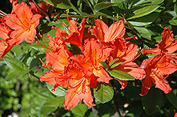 Red Brazil Rhododendron (Rhododendron 'Red Brazil') at Lakeshore Garden Centres