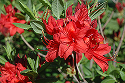 Copper Cloud Azalea (Rhododendron 'Copper Cloud') at Lakeshore Garden Centres