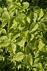 Limon Ripple Chinese Dogwood (Cornus kousa 'Limon Ripple') at Lakeshore Garden Centres