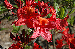 Tunis Azalea (Rhododendron 'Tunis') at Lakeshore Garden Centres