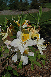Toucan Azalea (Rhododendron 'Toucan') at Lakeshore Garden Centres