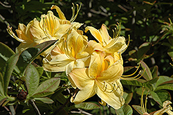Sun Chariot Azalea (Rhododendron 'Sun Chariot') at Lakeshore Garden Centres
