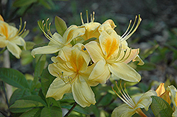 Golden Sunset Azalea (Rhododendron 'Golden Sunset') at Lakeshore Garden Centres