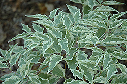 Wolf Eyes Chinese Dogwood (Cornus kousa 'Wolf Eyes') at Lakeshore Garden Centres