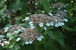 Onondaga Viburnum (Viburnum sargentii 'Onondaga') at Lakeshore Garden Centres
