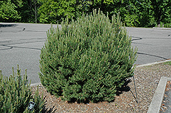 Winter Gold Mugo Pine (Pinus mugo 'Winter Gold') at Lakeshore Garden Centres
