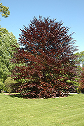 Spaeth Purple Beech (Fagus sylvatica 'Spaethiana') at Lakeshore Garden Centres