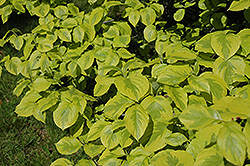 Golden Nugget Flowering Dogwood (Cornus florida 'Golden Nugget') at Lakeshore Garden Centres
